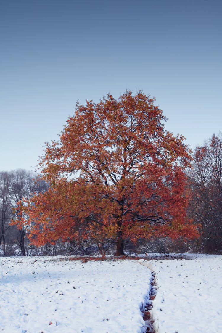 冬季景观中的秋树