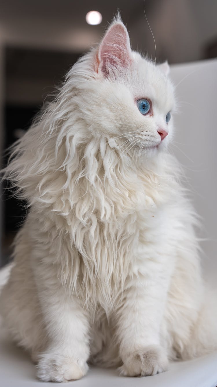 优雅的白色波斯猫，蓝眼睛