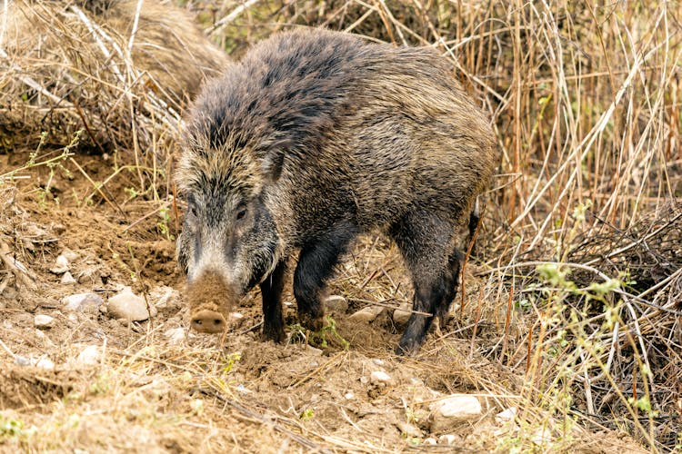 一只野猪在自然栖息地的特写