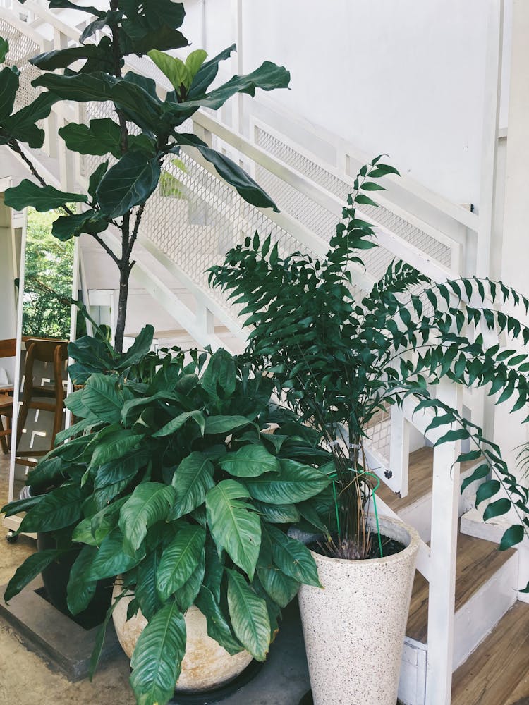室内楼梯旁的植物