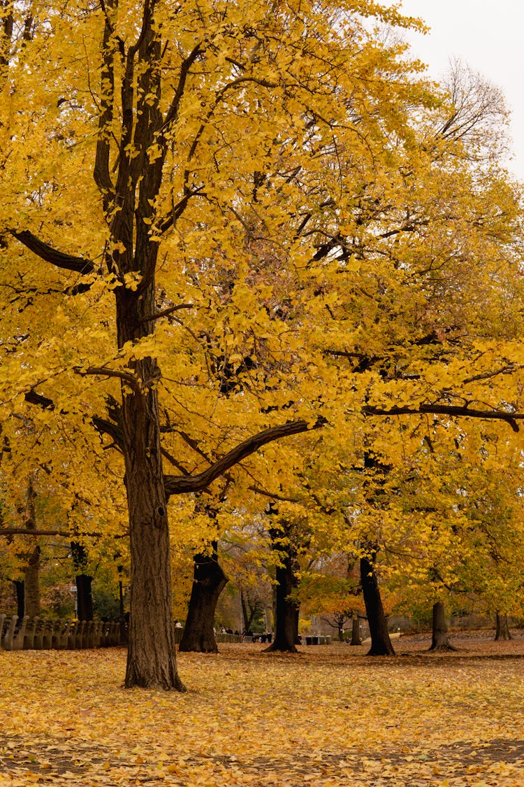 纽约中央公园的金色秋叶