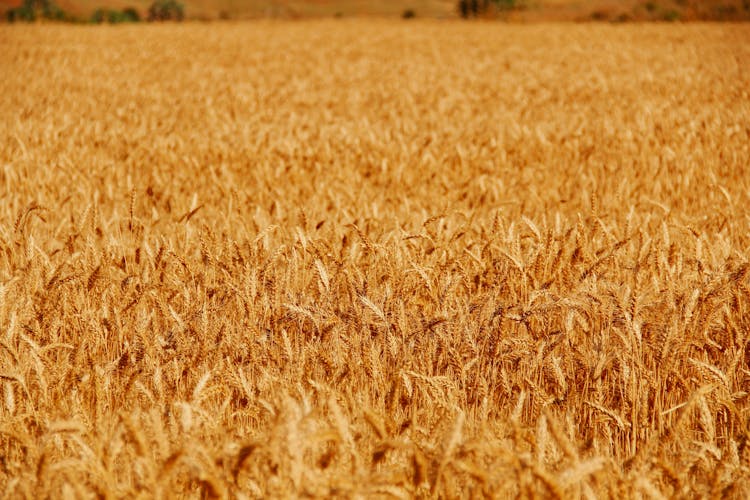 棕色背景的麦田