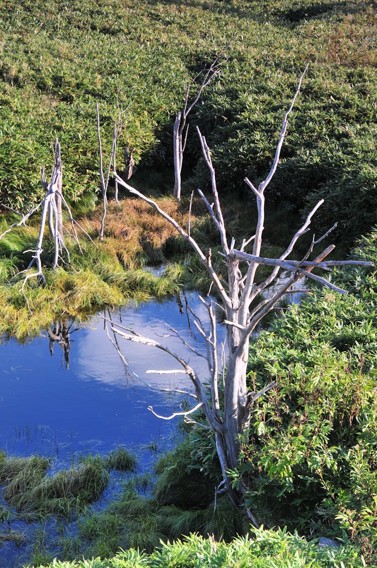 枯萎的树，后面有湖和森林