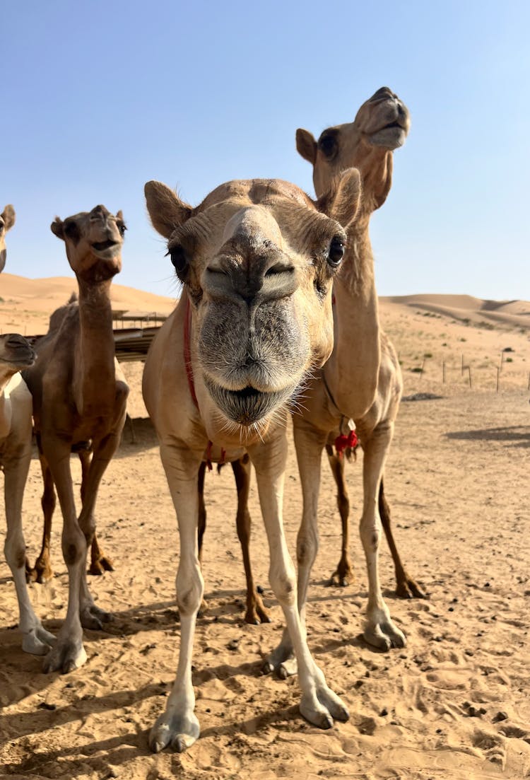 沙漠日间场景中的骆驼群
