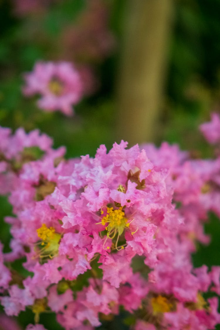 盛开的粉红色花朵