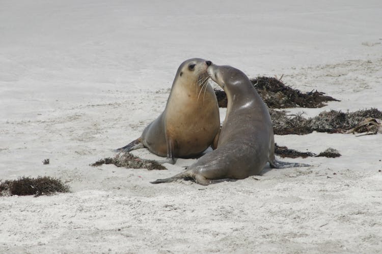 灰色海狮在海滩上接吻