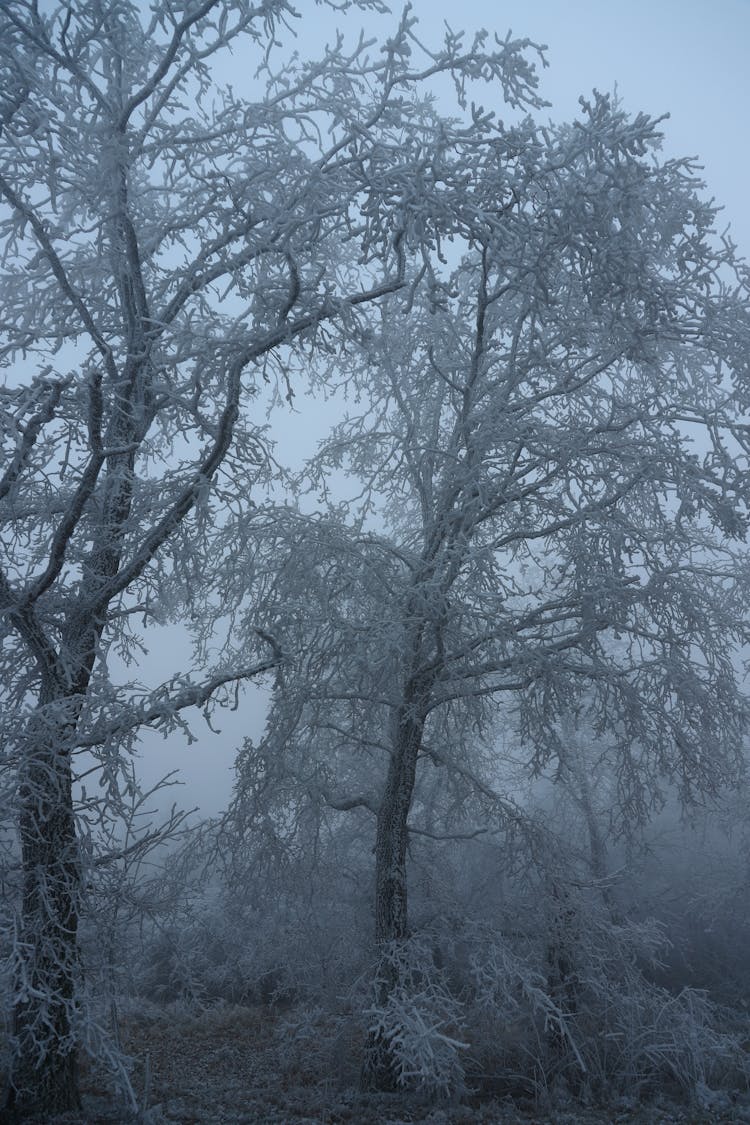 雾蒙蒙的森林里的冬日树木