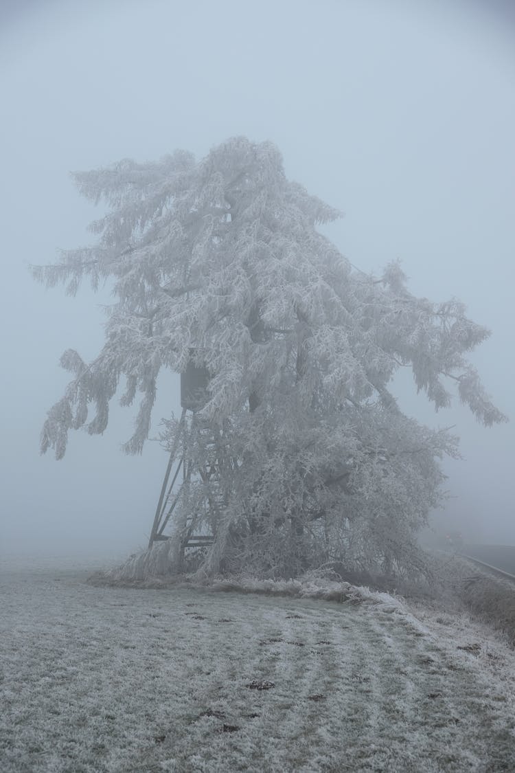 雾天景观中霜树的冬季景象