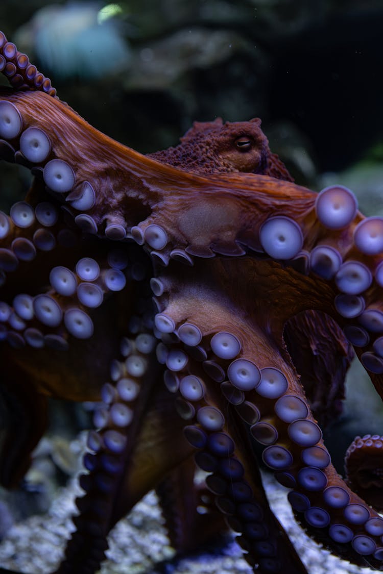 水族馆环境中充满活力的章鱼