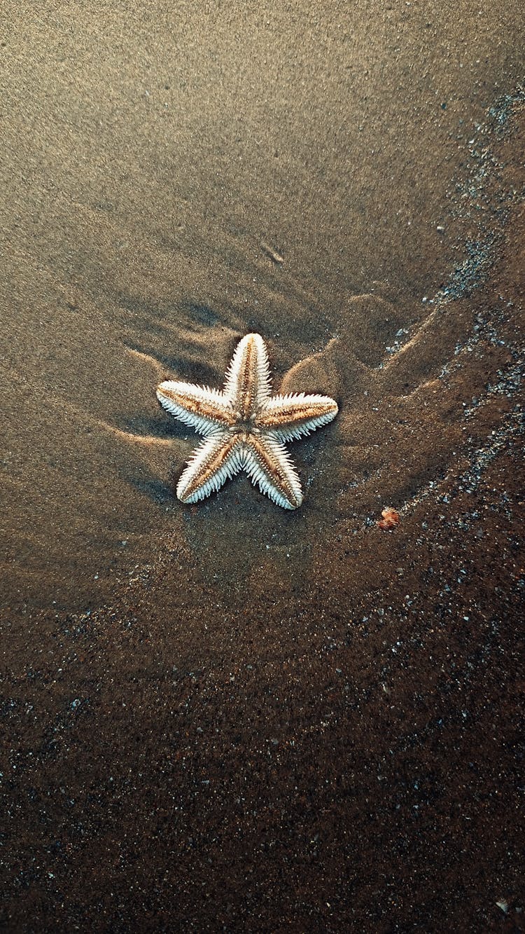 沙滩上的海星