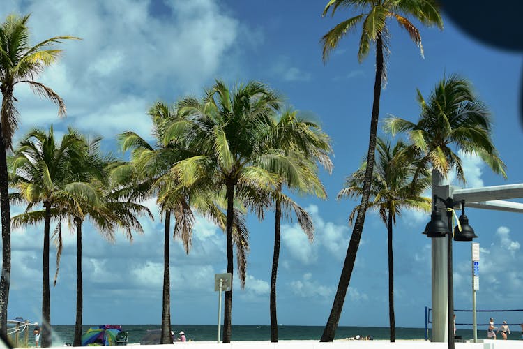 晴天海滩旁的棕榈树