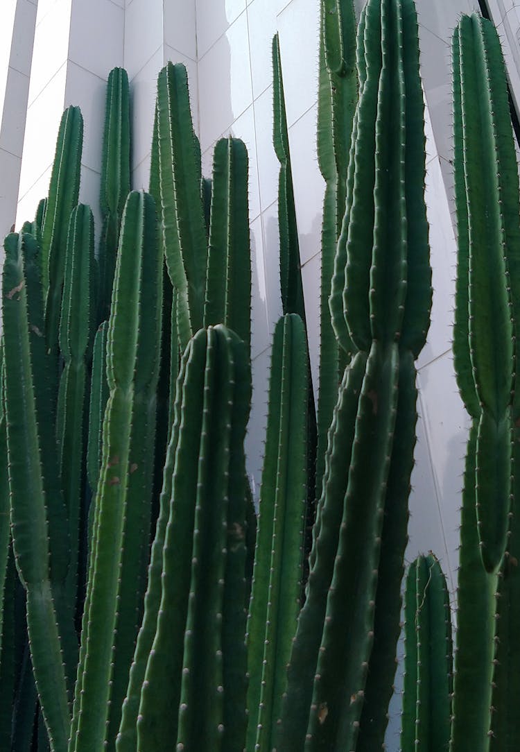 围墙附近的绿色仙人掌植物