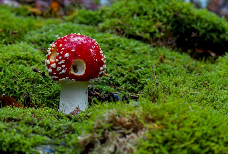 苔藓森林地面上的红鹅膏菌
