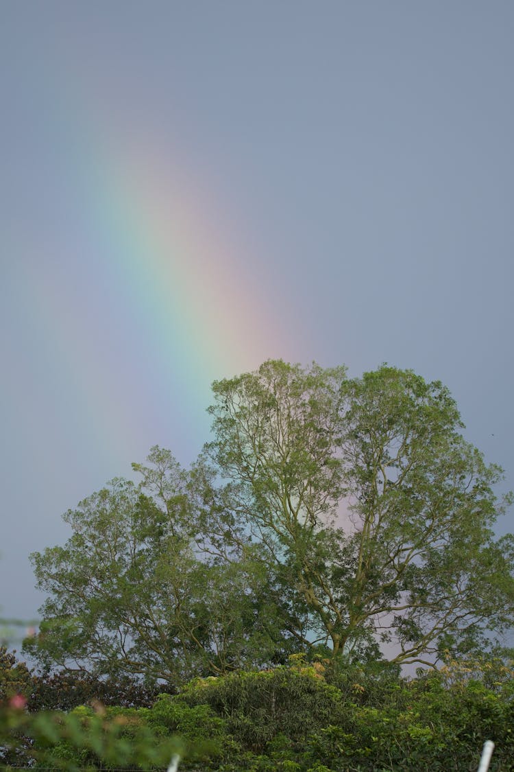 绿树之上的彩虹
