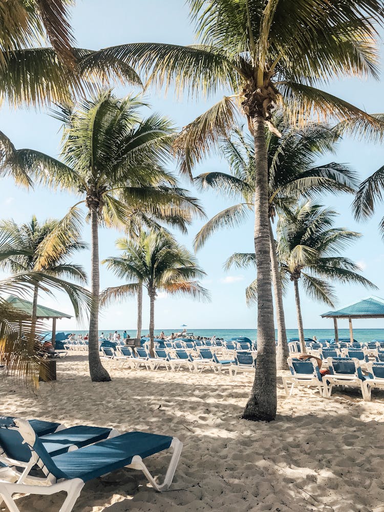 海滩上的棕榈树