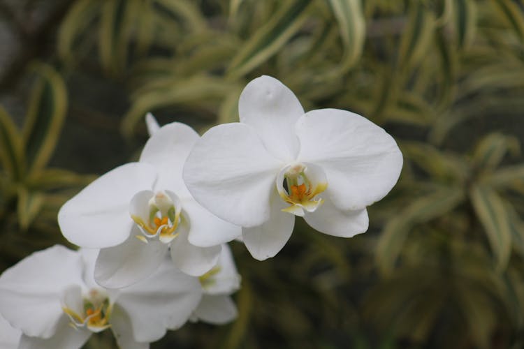 优雅的白色兰花在自然环境中绽放