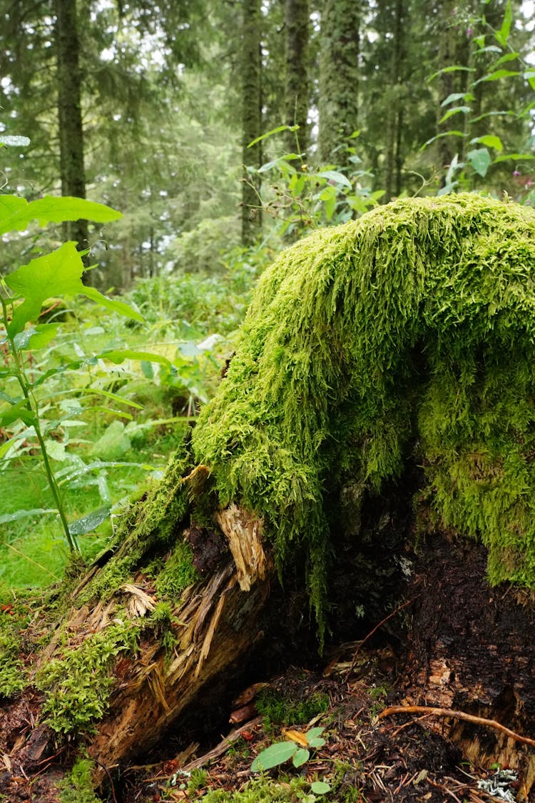 森林中的苔藓和树木