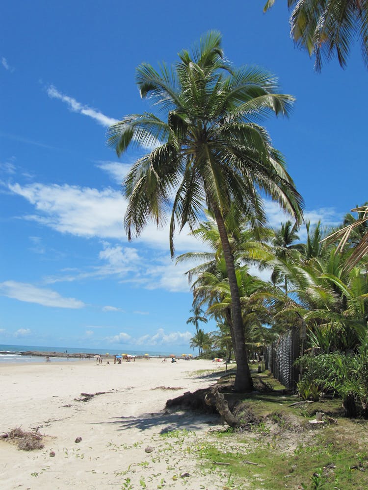 蓝天下棕榈树环绕的热带海滩