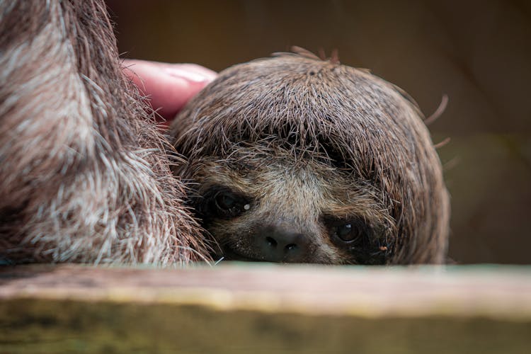 Sloth Head后面的人的手指