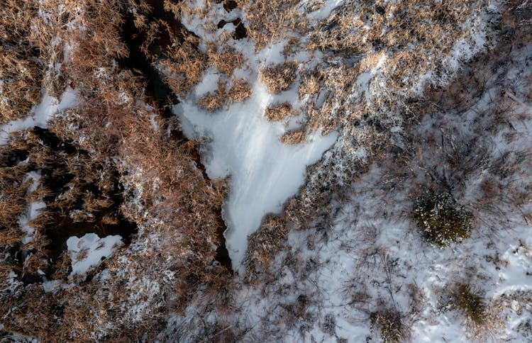 森林里的雪树