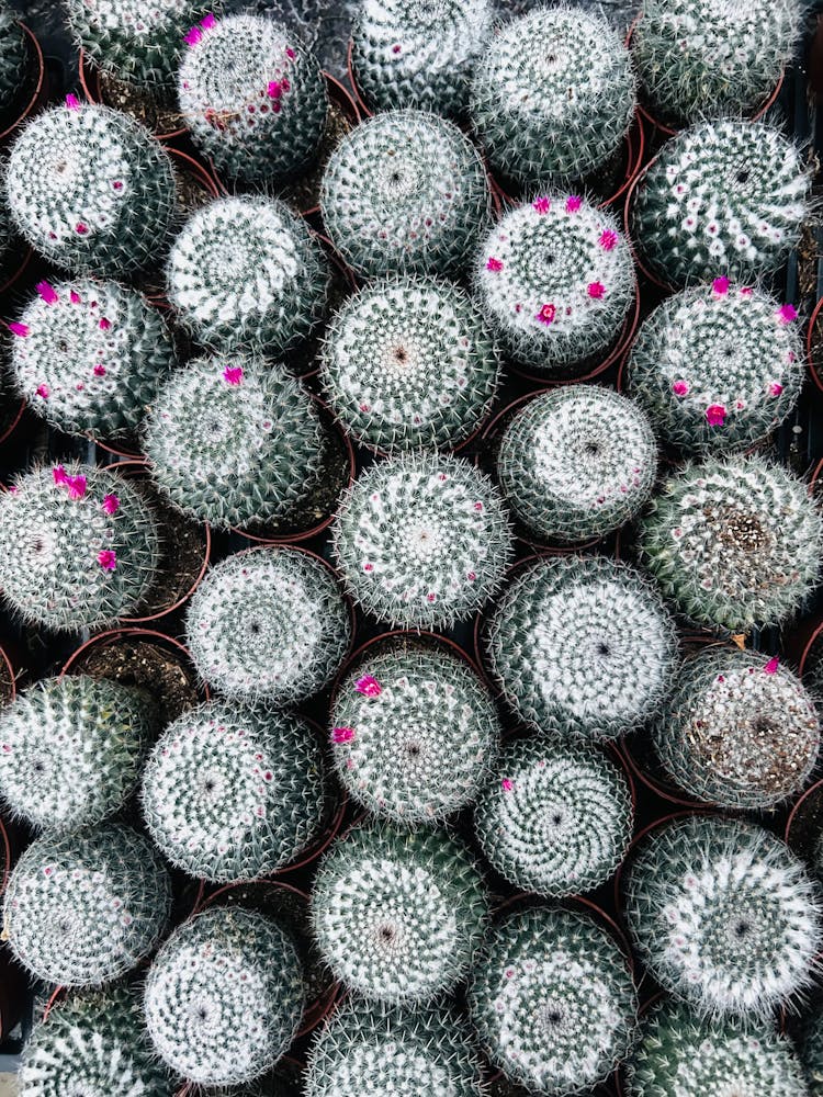 粉红色花朵的多个圆形仙人掌俯视图