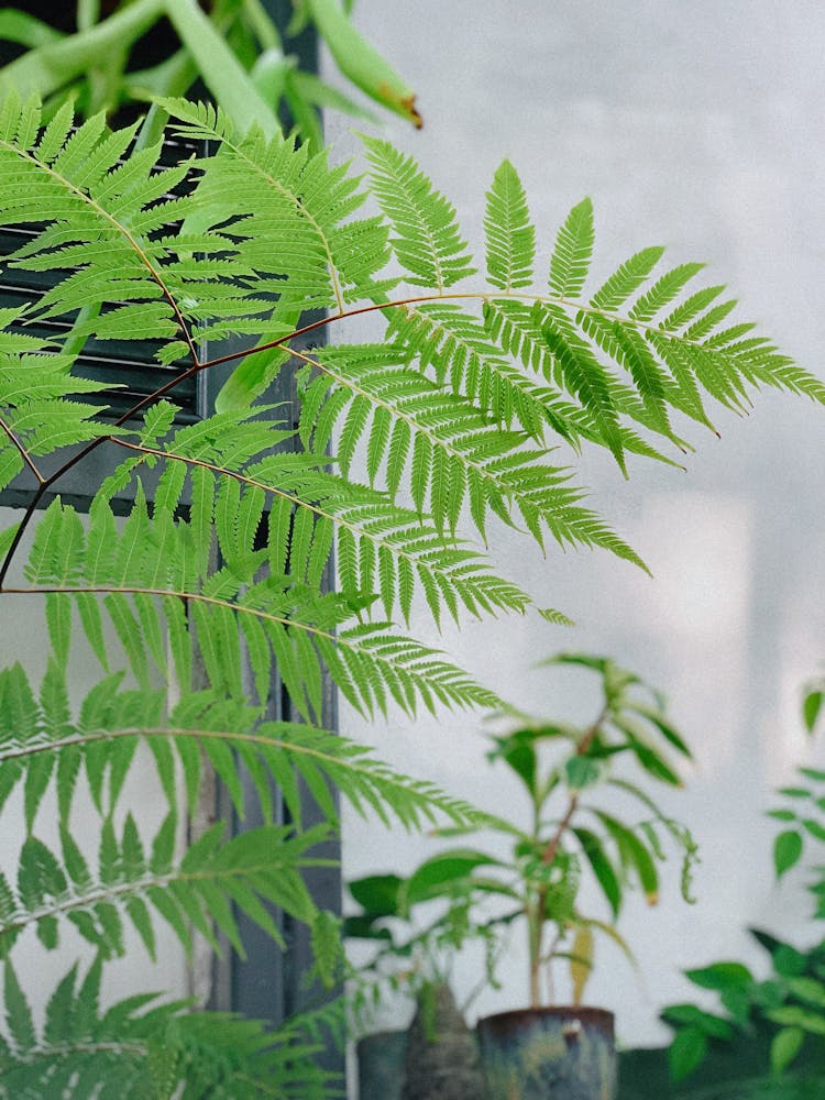 房间里的蕨叶