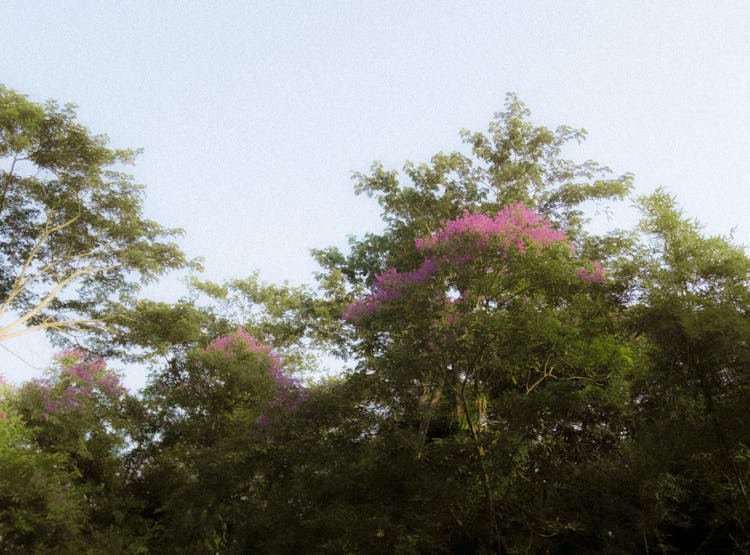 春天森林里的树