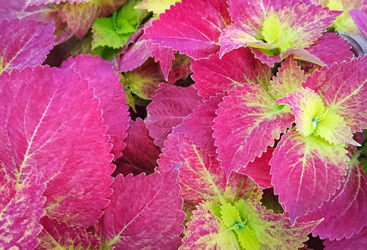 Coleus植物的粉红色叶子