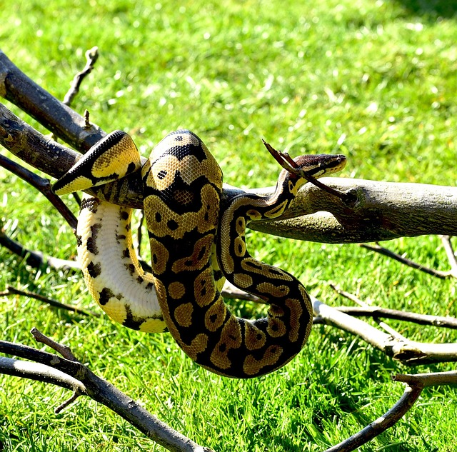 线python球python可爱