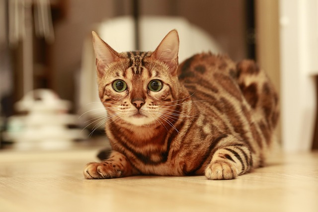 猫孟加拉猫小猫