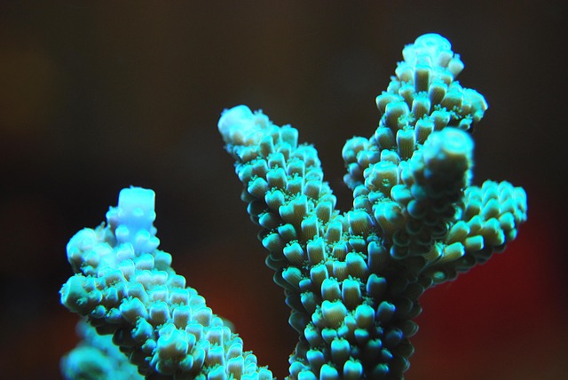 珊瑚礁海水下海洋