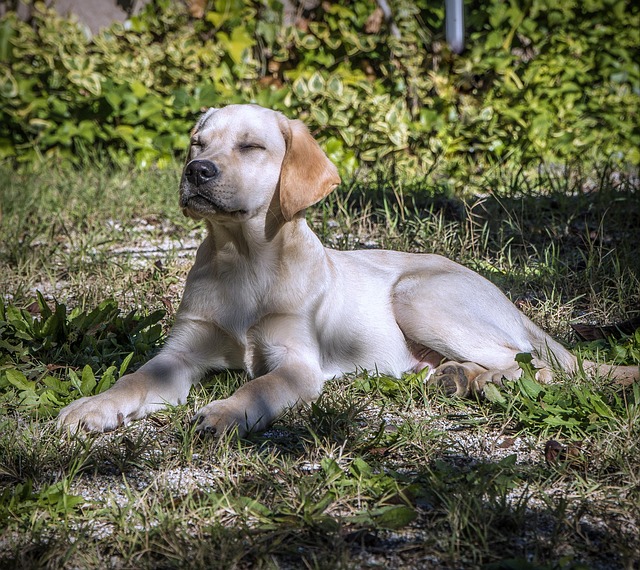 拉布拉多犬吉祥物比赛