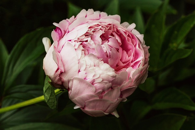 牡丹花粉红粉色牡丹