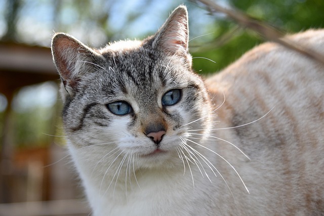 欧洲猫的猫肖像