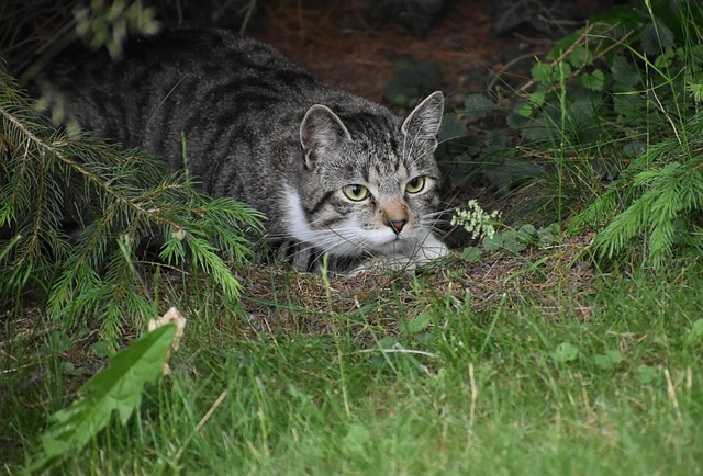 猫宠物猫动物猫耳朵