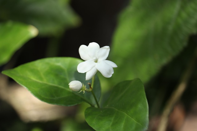 茉莉花喀拉拉自然绿