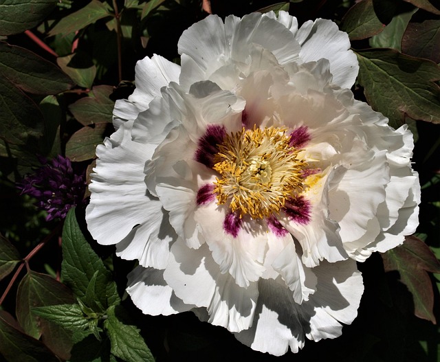 花卉植物自然花瓣园