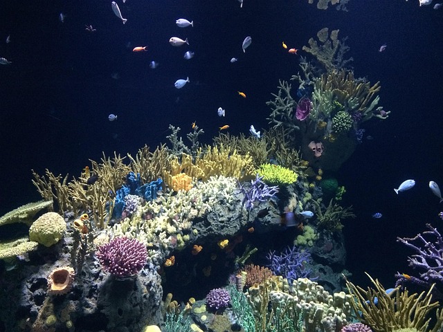 海洋动物海洋