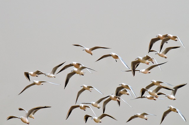 海鸥飞翔天空翅膀大海