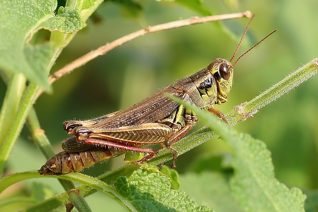 蝗虫