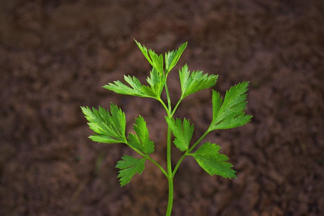 欧芹厨房香草香草香料