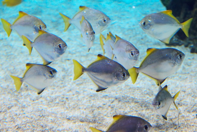 动物水族馆蓝珊瑚