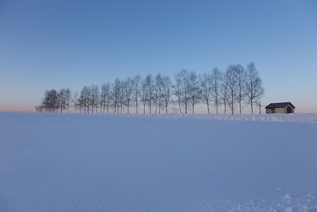 大自然冬季树木户外积雪