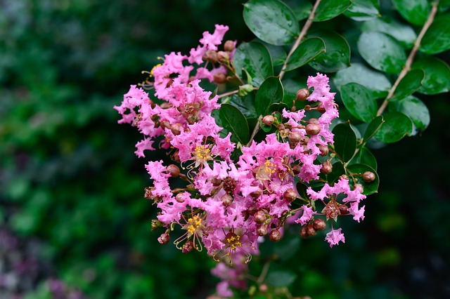 花瓣叶叶茎