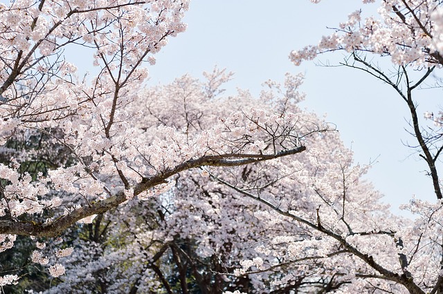 日本樱花