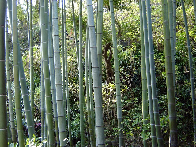 叶子自然植物木材