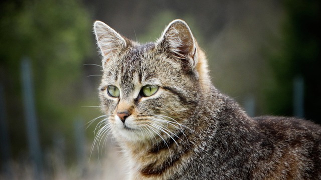 猫小猫猫虎斑猫