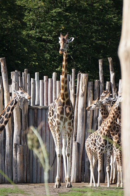 非洲长颈鹿动物园