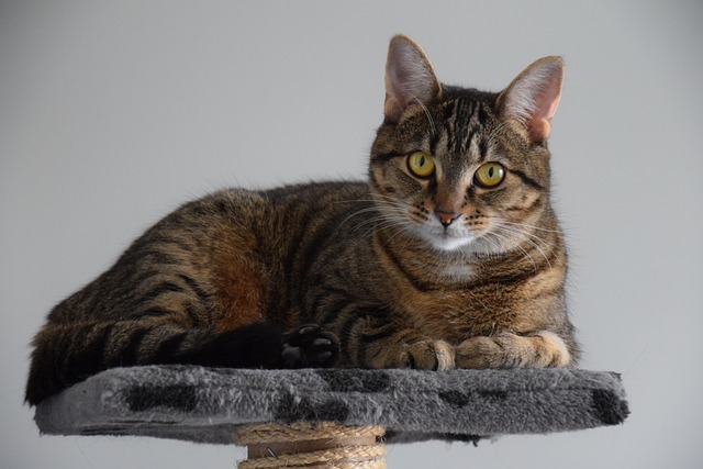 猫动物宠物猫可爱