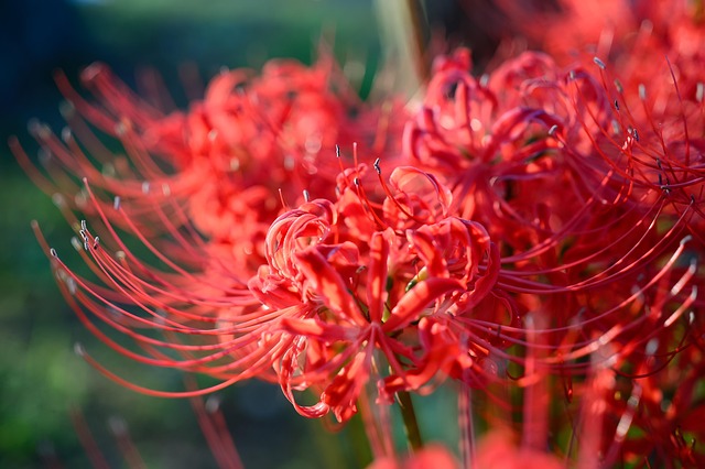 花园花红蜘蛛百合